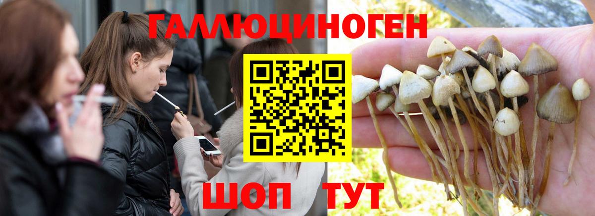 Псилоцибиновые грибы Cubensis  Галлюциногенные грибы MAGIC MUSHROOMS  Будённовск  Вход с VPN 